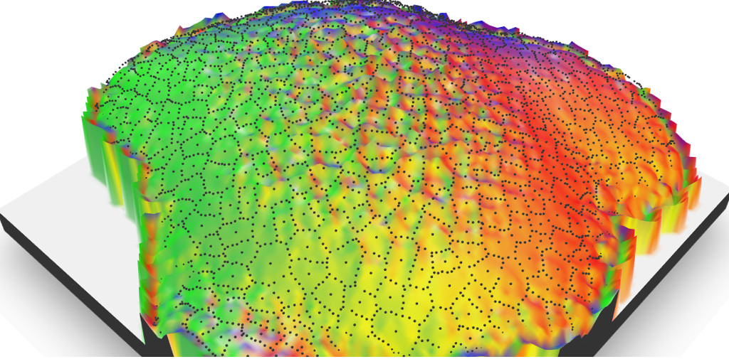 3D visualisation of a meristem of Arabidopsis thaliana rendered with {rayshader}
